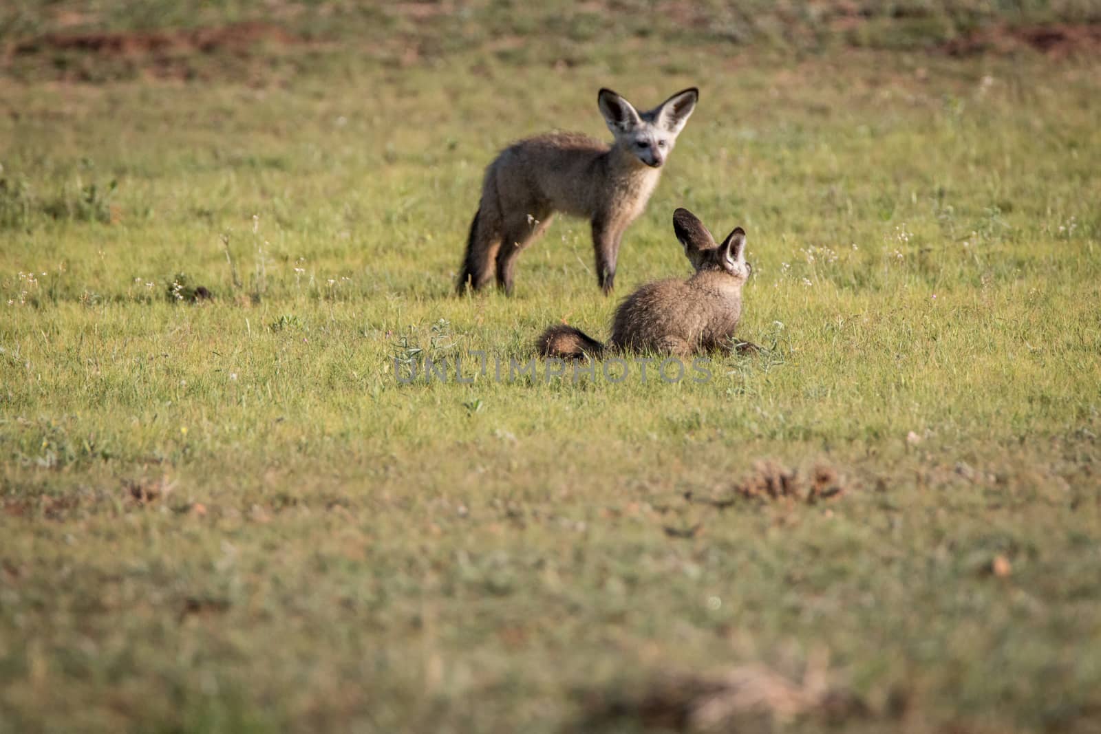 Two Bat-eared foxes in the grass in the Kgalagadi Transfrontier Park, South Africa.