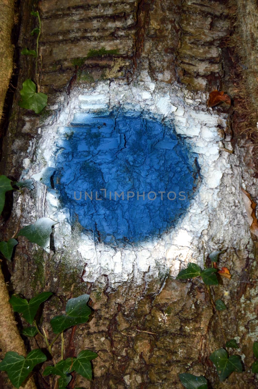 Blue and white circle paints on a tree trunk.