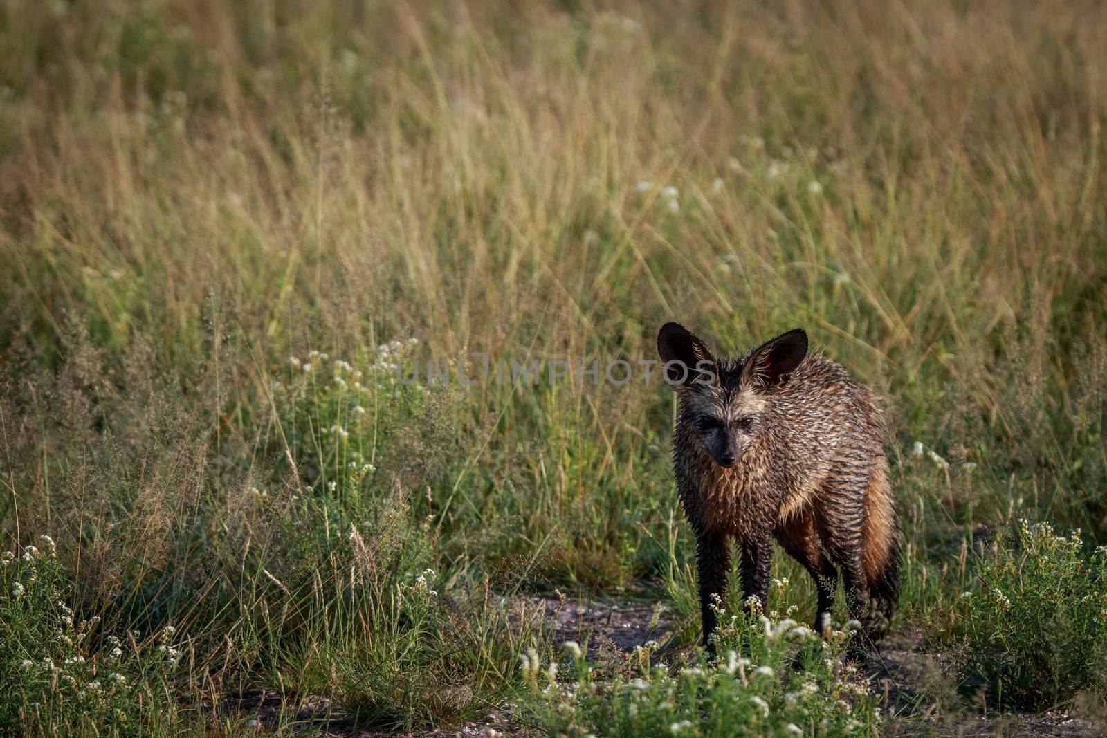 Bat-eared fox standing in the grass in the Central Kalahari, Botswana.