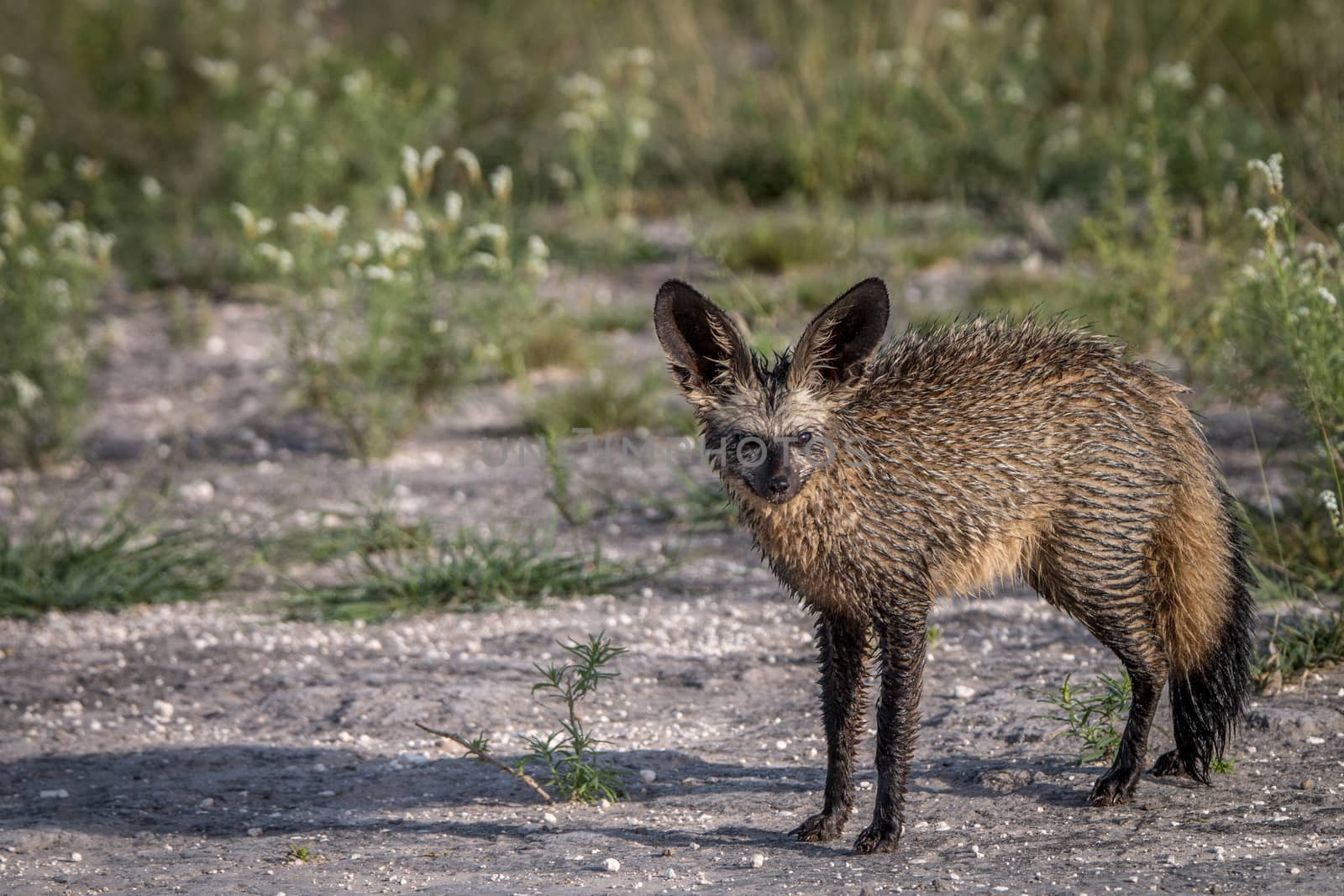 Bat-eared fox starring at the camera in the Central Kalahari, Botswana.