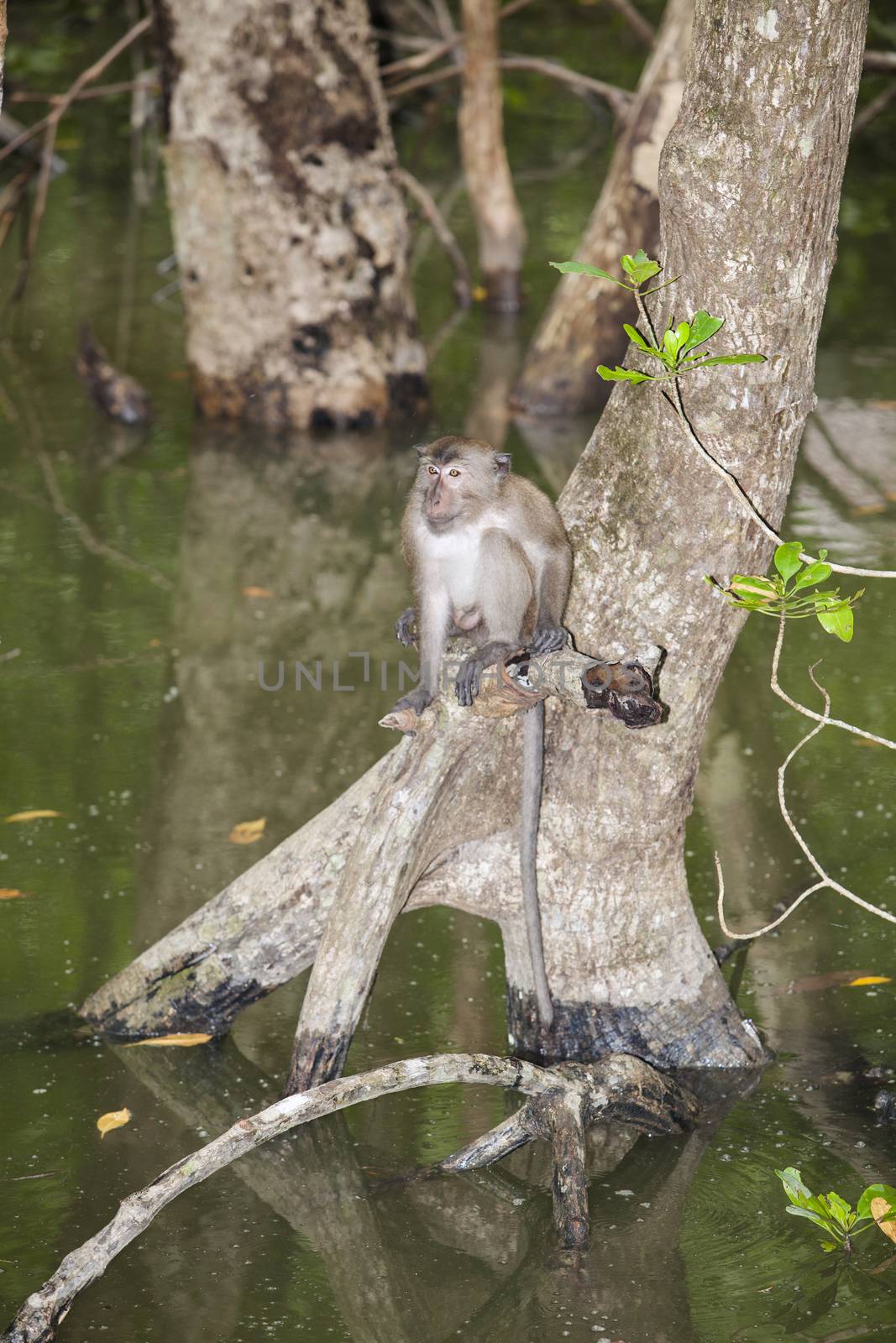 Monkey in Mangrove Forest by jee1999