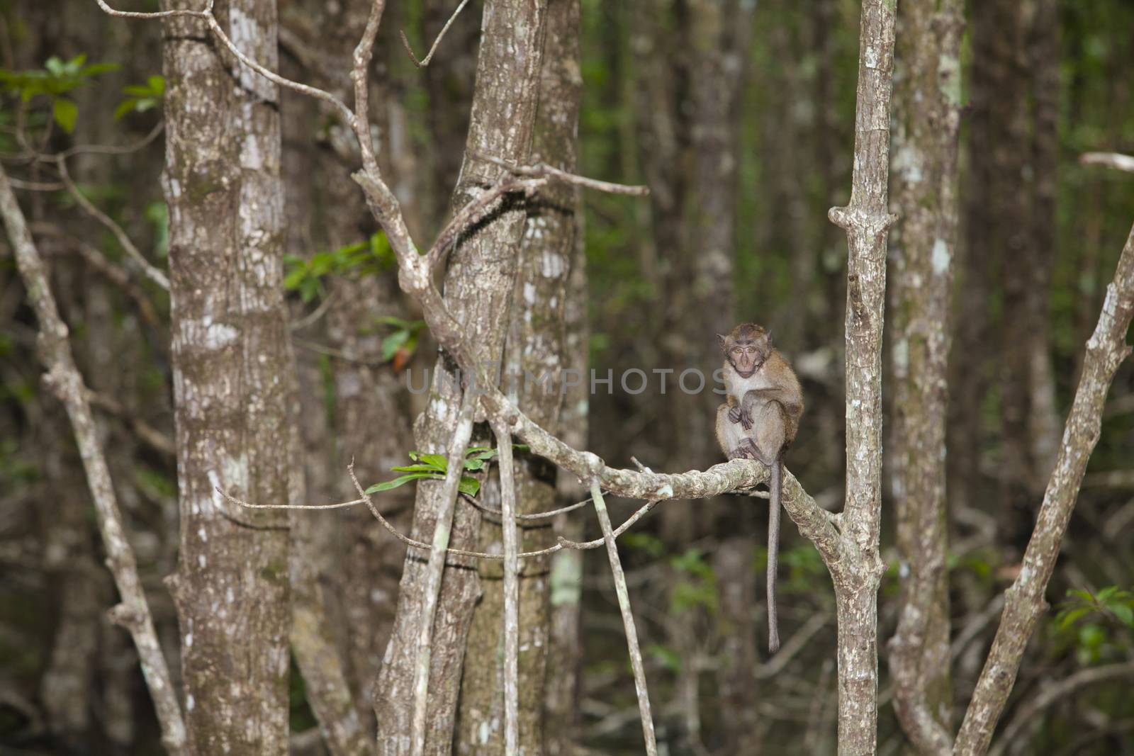 Monkey lives in a natural forest of Thailand