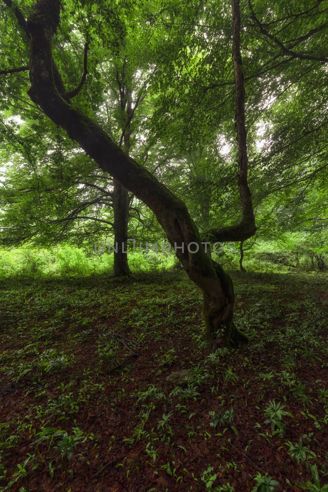Beech with moss in a misty morning