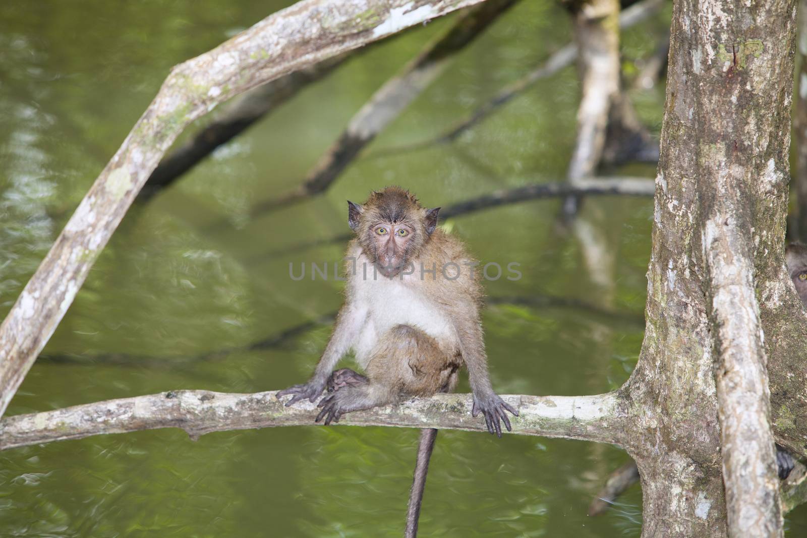 Monkey lives in a natural forest of Thailand