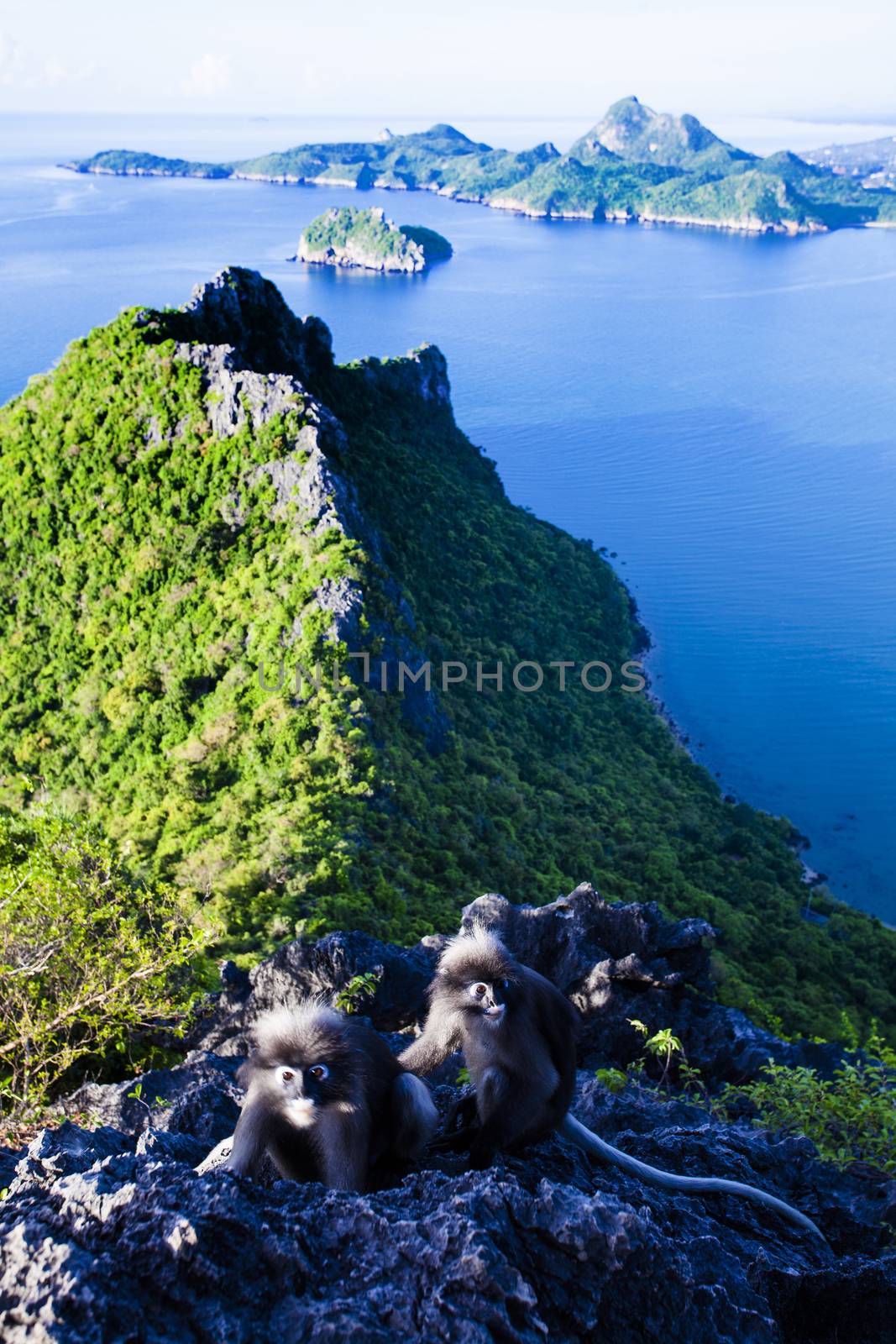 Amazing summer landscape with mountains sea blue sky sun and beautiful,Viewpoint Prachuap Bay.The dusky leaf monkey, spectacled langur, or spectacled leaf monkey.