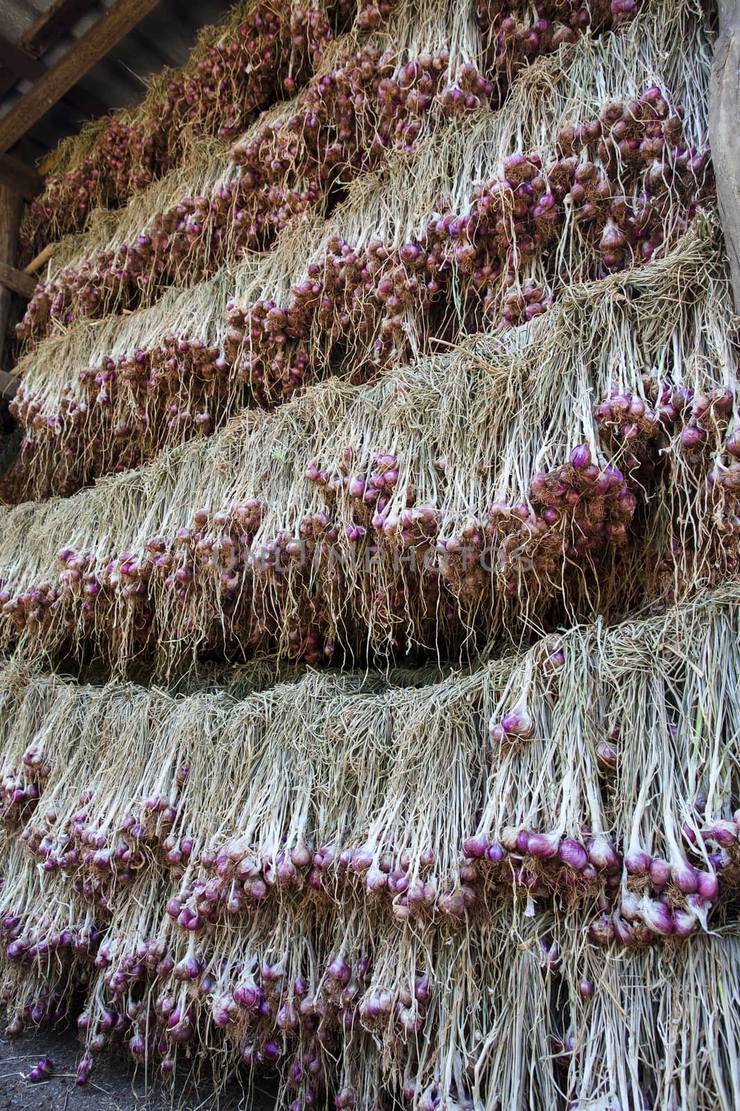 Bunches of onions hanging from the ceiling in a barn