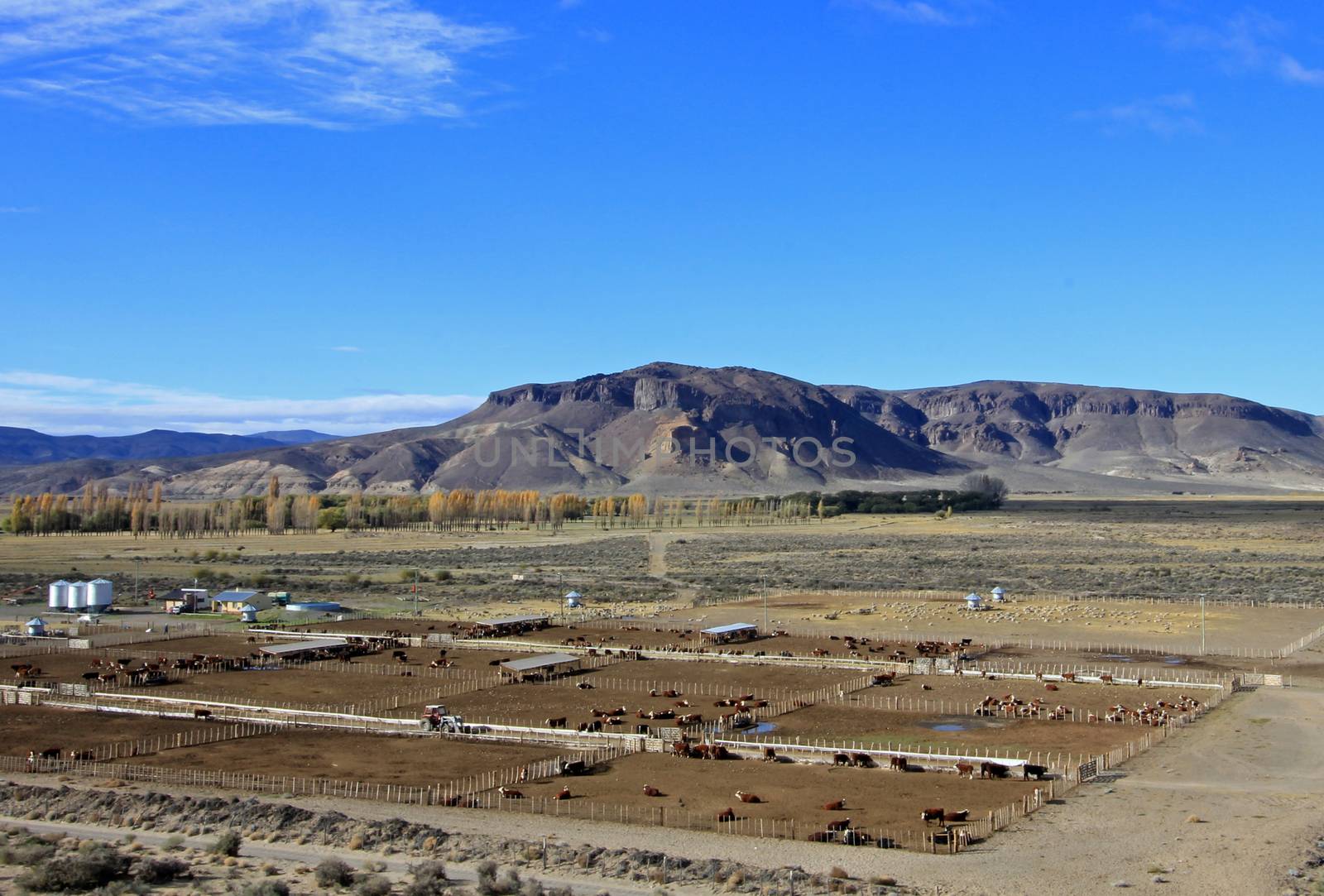 Huge cow farm, Chubut valley, Patagonia Argentina