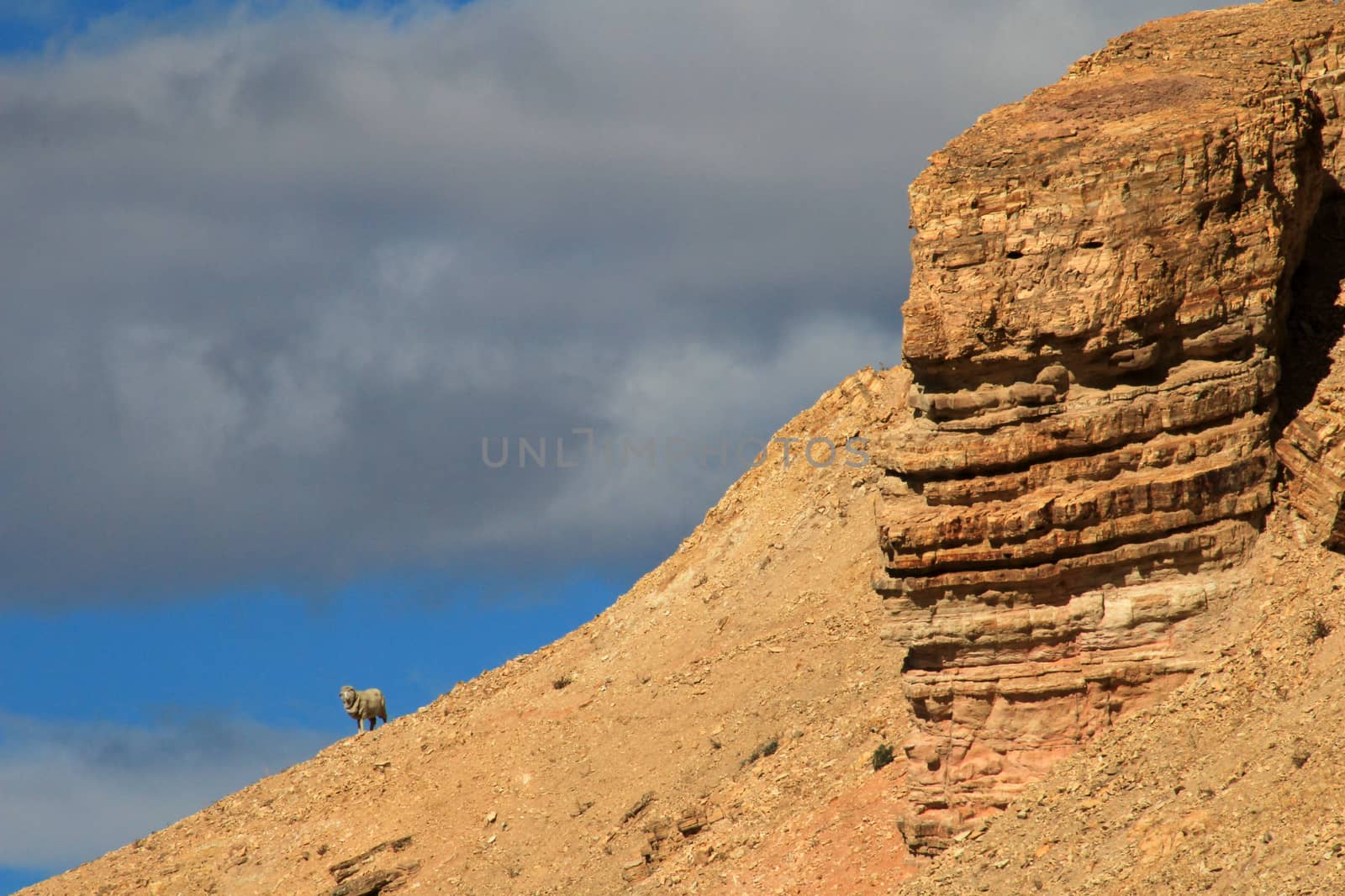 A lonely sheep on the horizon standing on the mountain, Chubut, Argentina