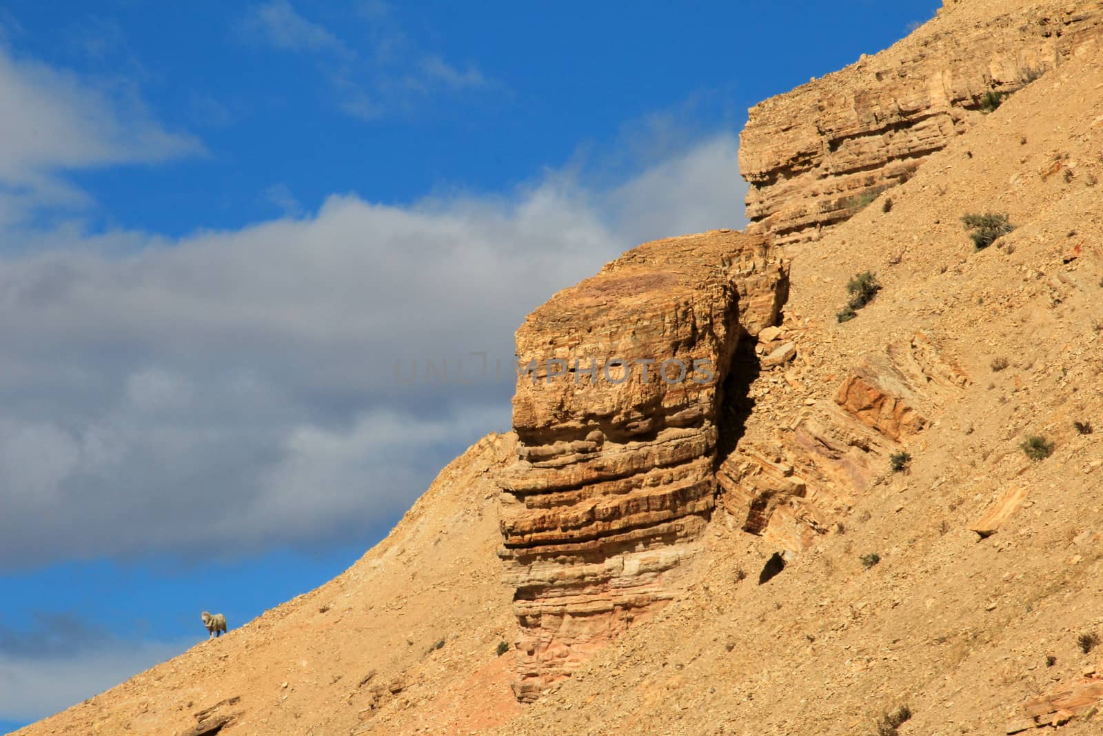 A lonely sheep on the horizon standing on the mountain, Chubut, Argentina