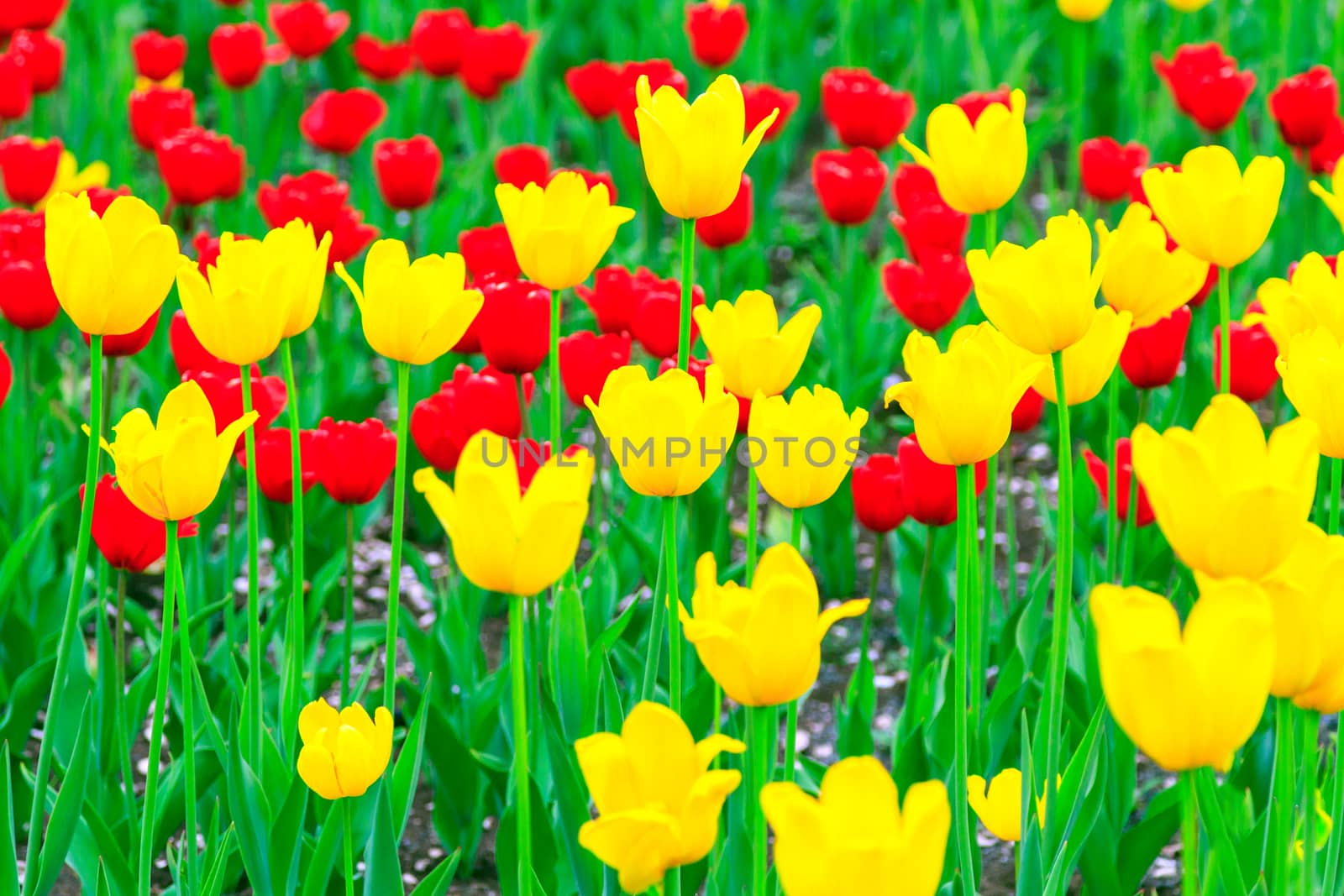 Yellow and red tulips flowers background by Nobilior