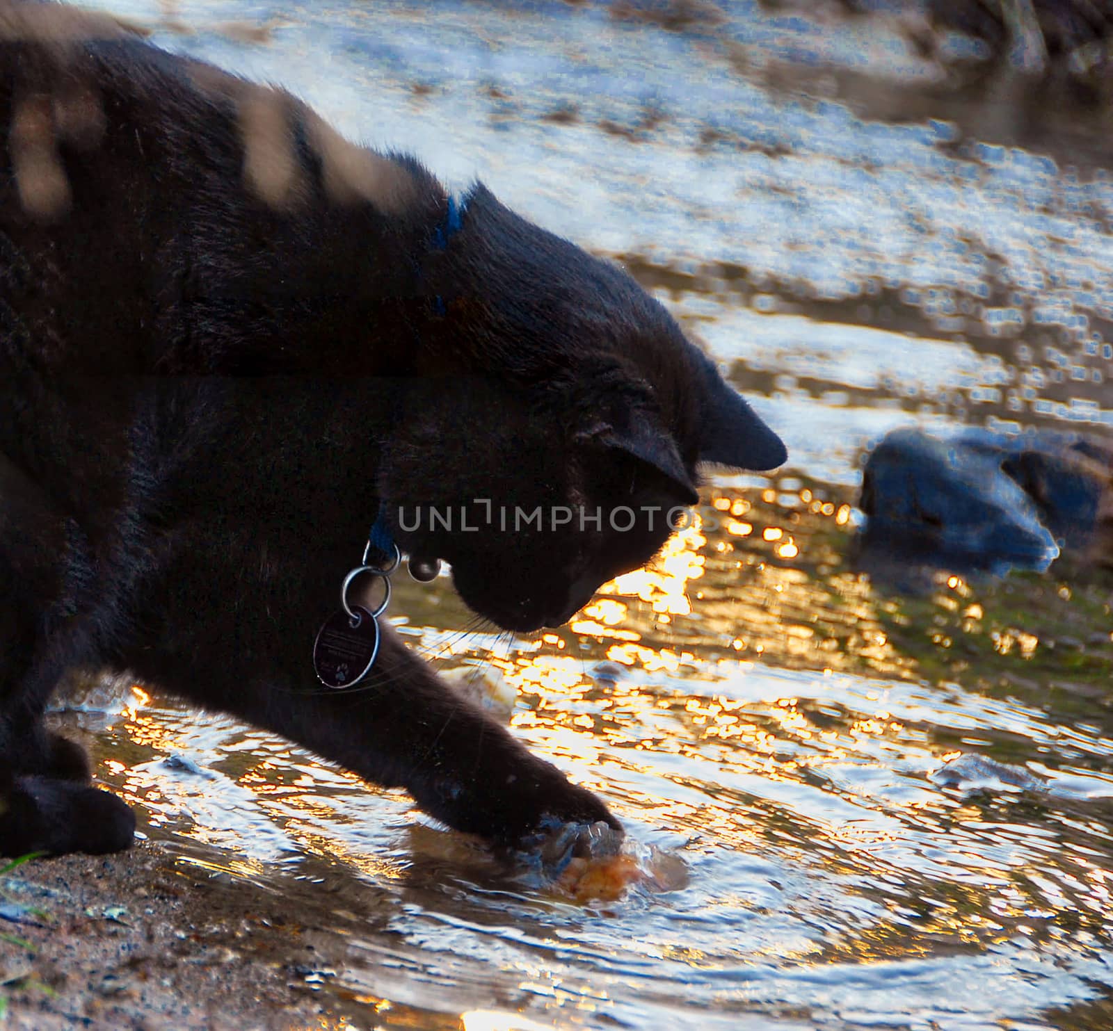 Little tomcat playing with creek water