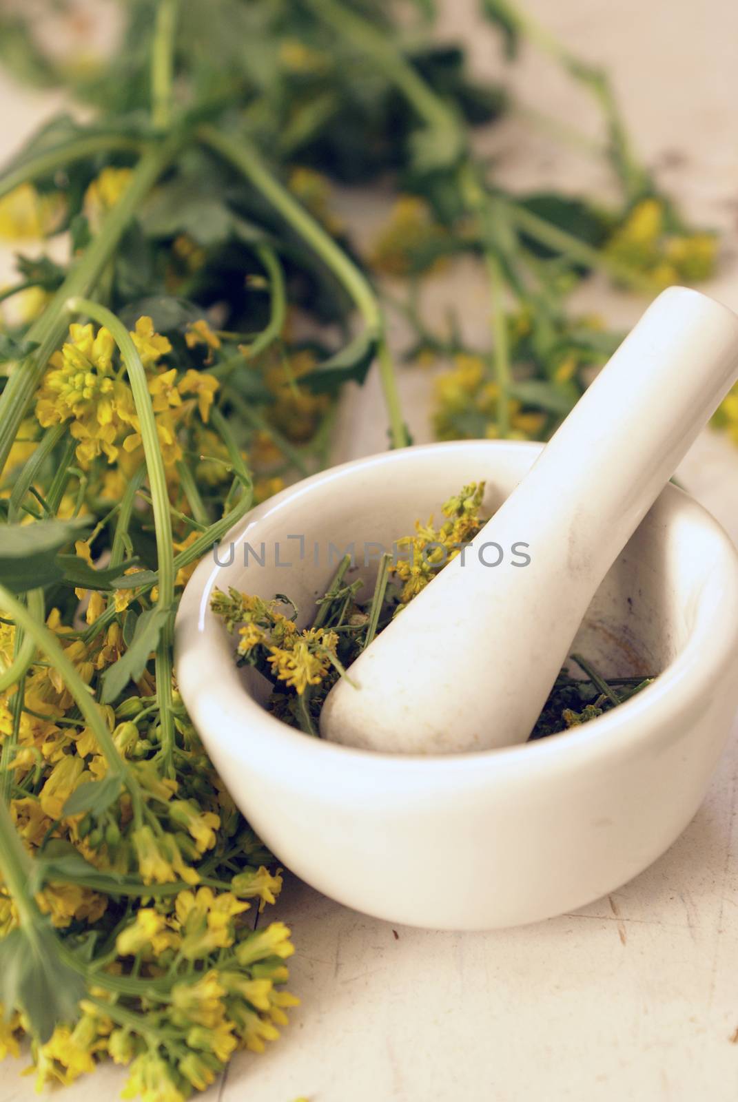 A closeup of some freshly picked Yellow Rocketcress, Barbarea Vulgaris, belonging to the mustard family of herbs.