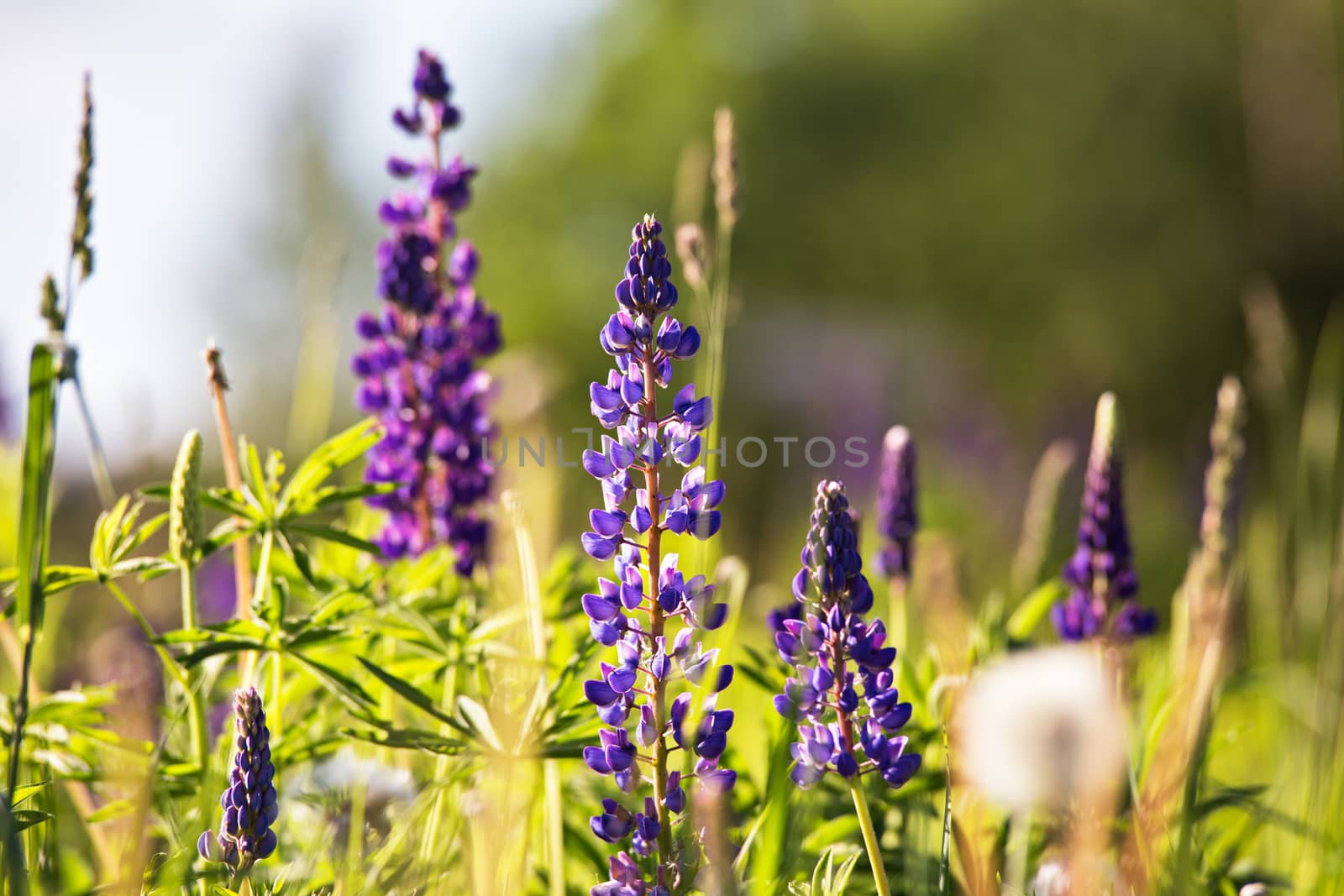 Fresh lupine close-up blooming in spring. Purple lupine flowers by weise_maxim