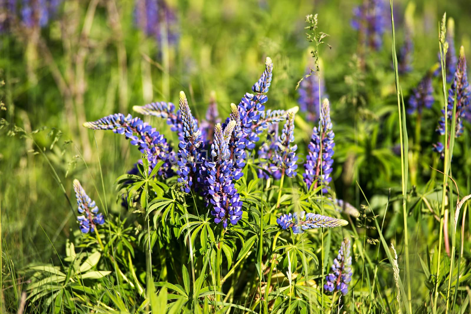 Lupinus, lupin, lupine field with blue flowers by weise_maxim