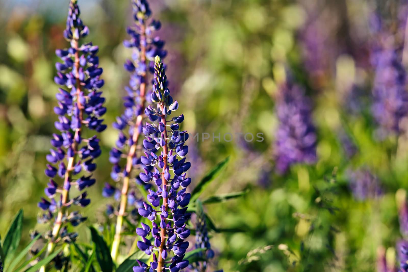 Lupine field with pink purple and blue flowers. by weise_maxim