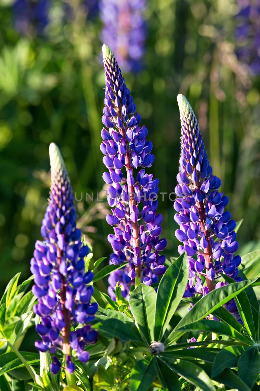 Fresh lupine close up blooming in summer  by weise_maxim