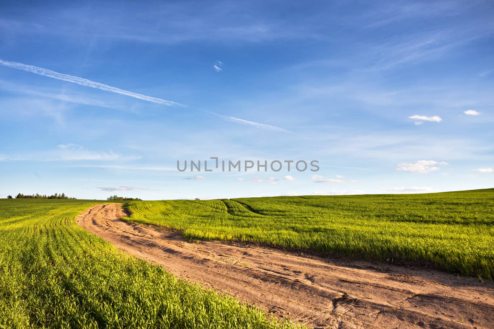 Dirt rural road in a green wheat field by weise_maxim