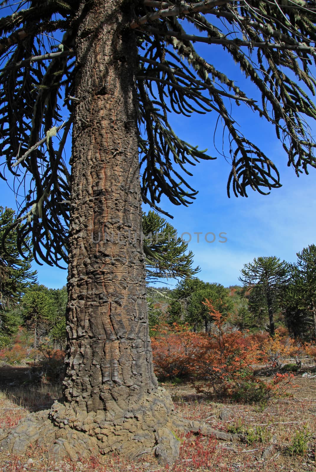 Araucaria, Monkey Puzzle Trees, forest near lake Alumine, Argentina by cicloco