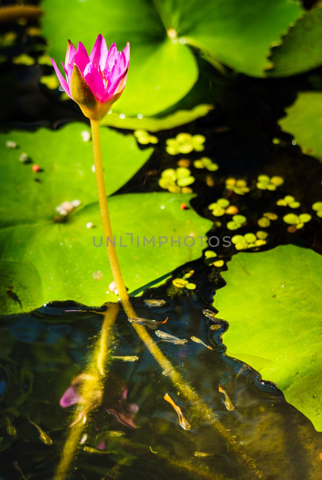 Close up of lilac lotus flower in pond with green leaves floating on the surface of the water. Multi-colored small, baby fish swimming near by