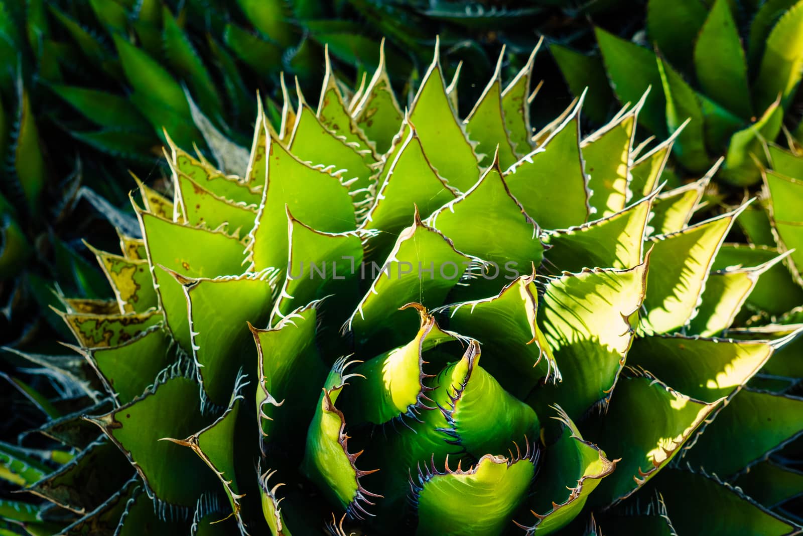 Desert Aloe Vera Plant with Dramatic Spines by thirdlensphoto