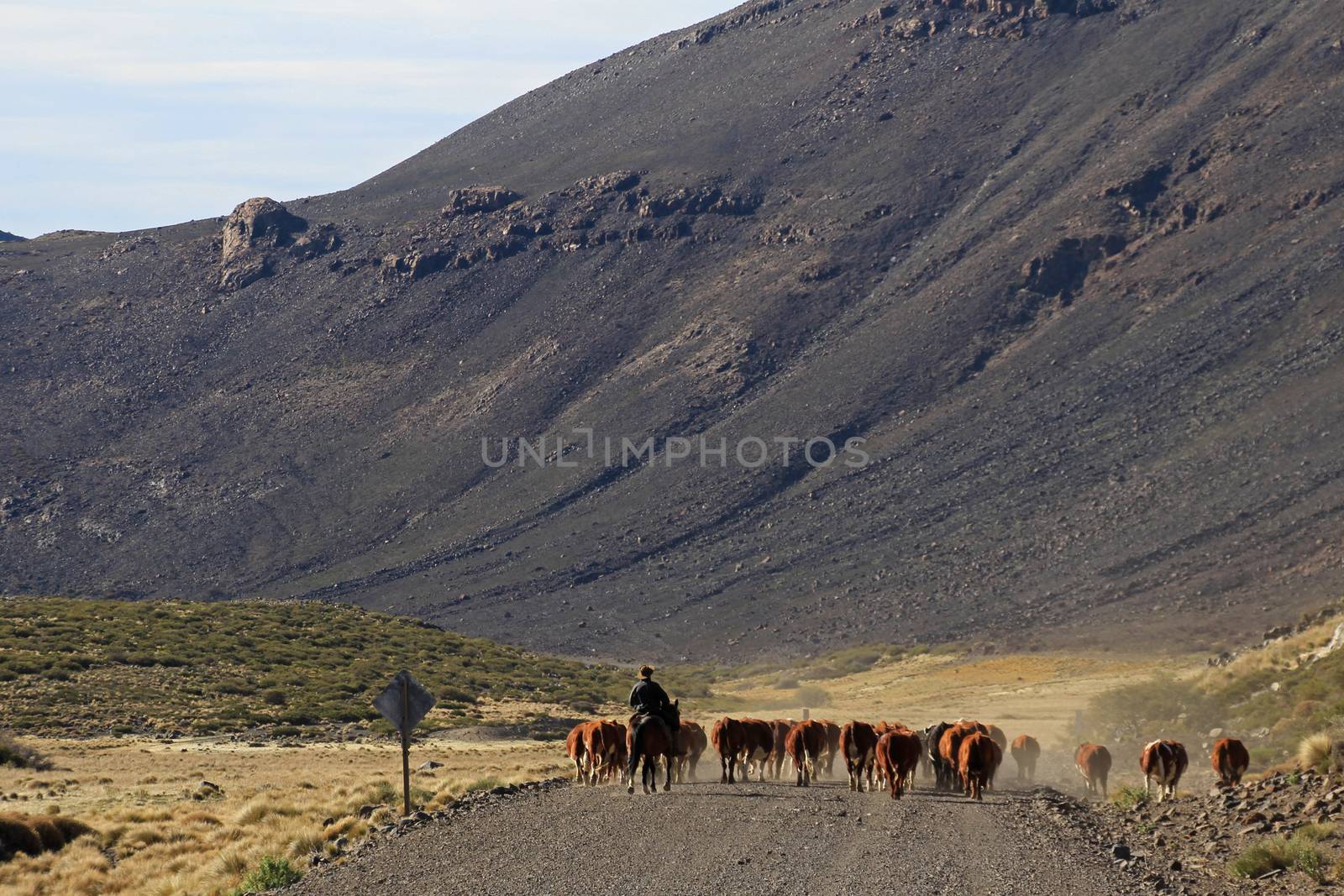 Gauchos and herd of cows in Argentina by cicloco