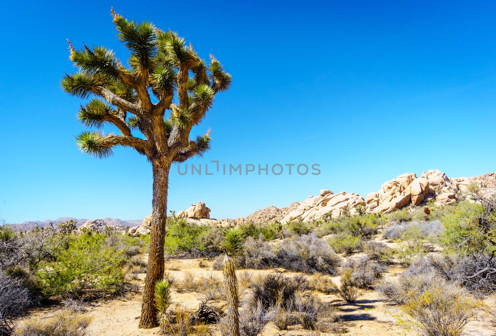 Large spiky joshua tree standing out in a desert landscape. Blue sky in background. No clouds