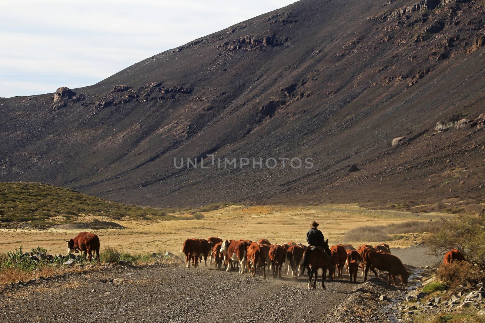 Gauchos and herd of cows in Argentina by cicloco