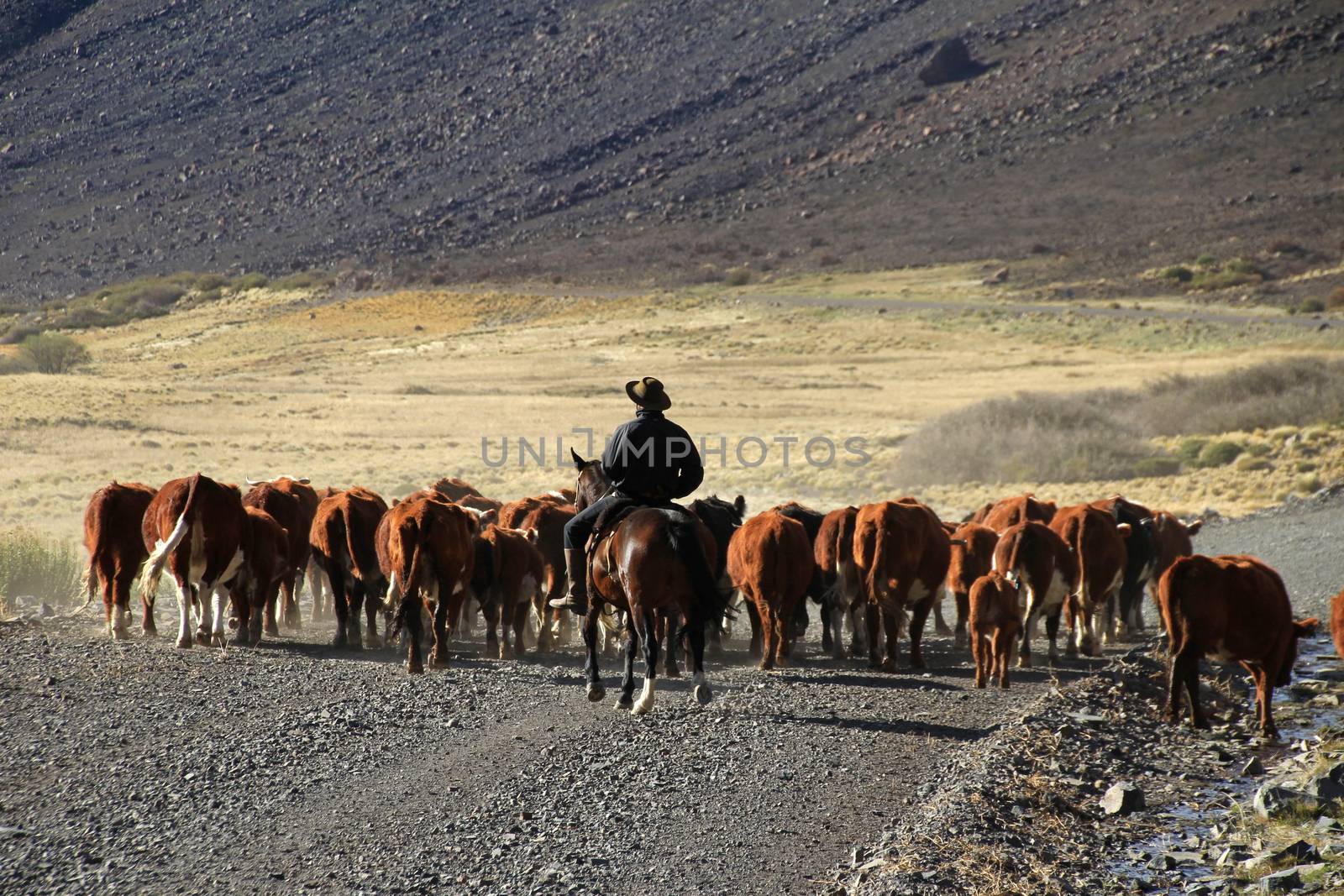 Gauchos and herd of cows, Patagonia, Argentina