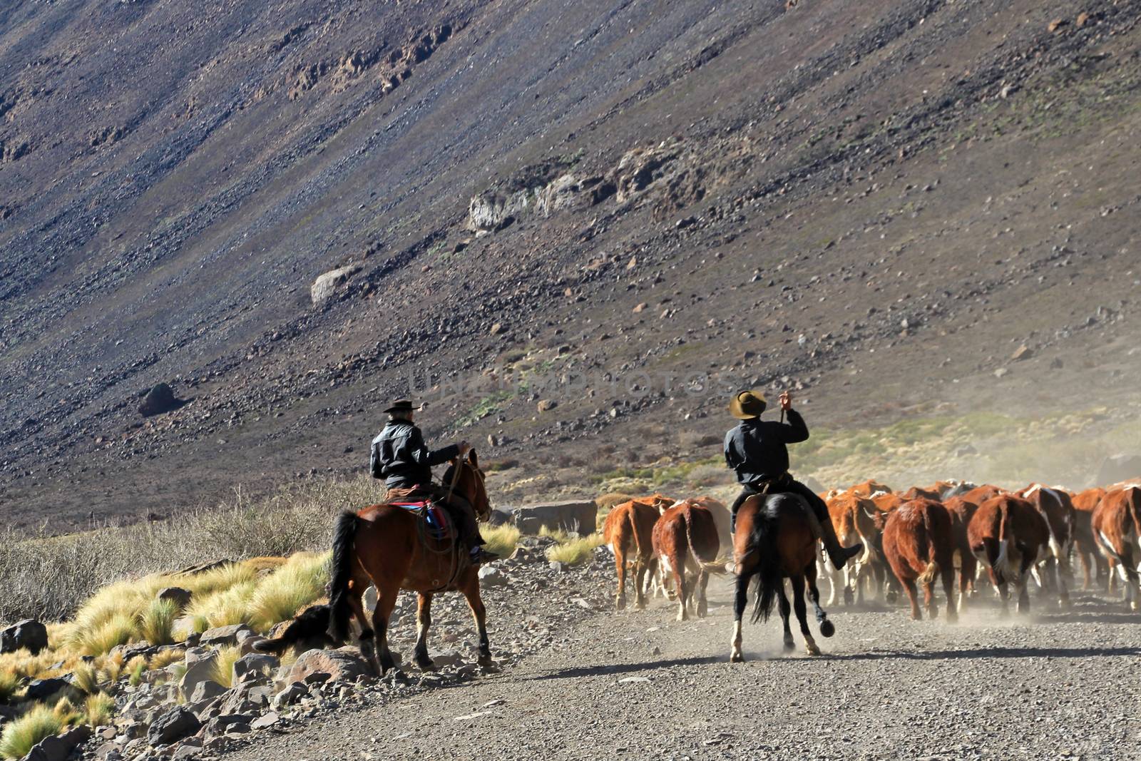 Gauchos and herd of cows, Patagonia, Argentina