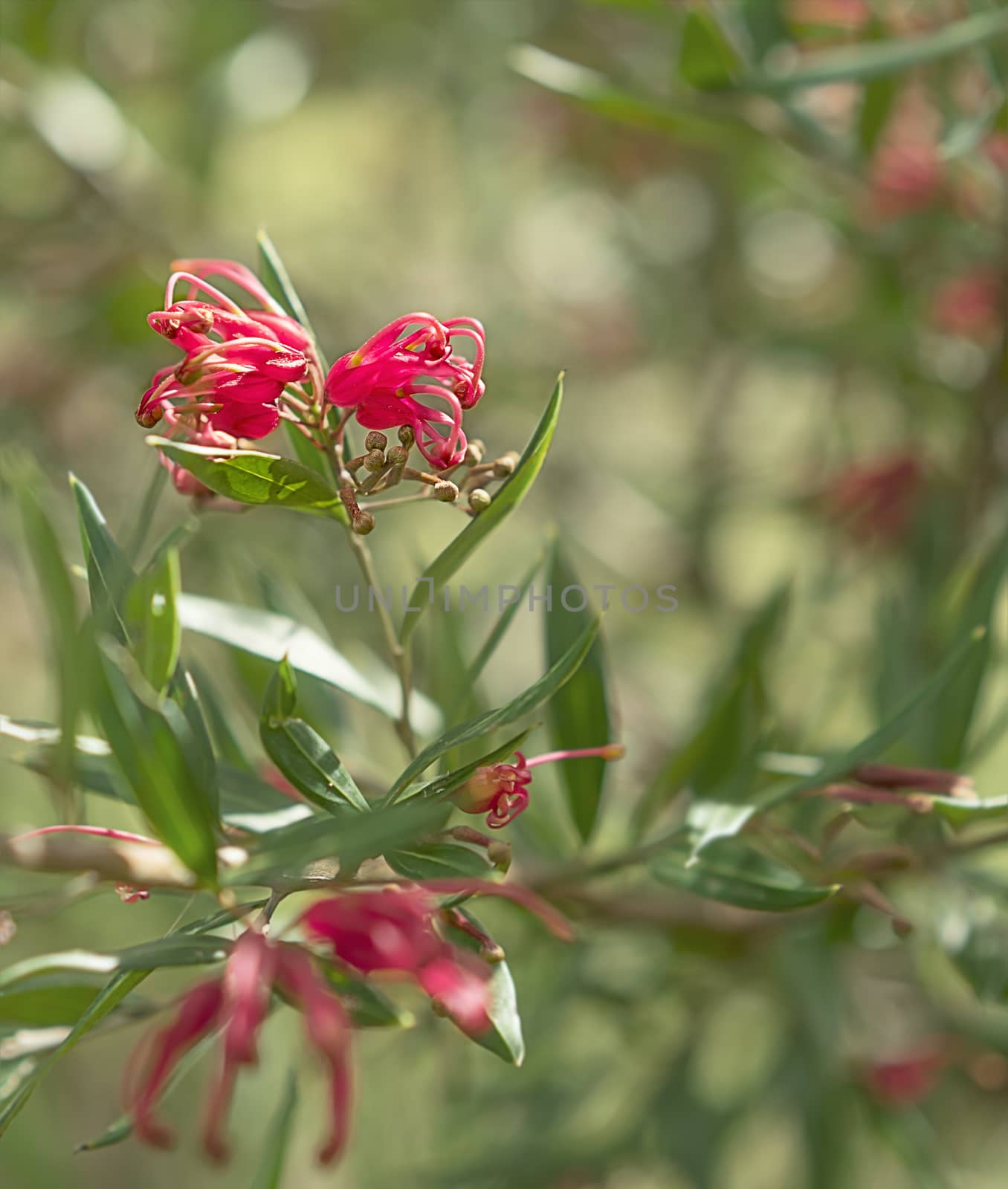 Australian wildflower Grevillea splendour shrub with red spider flowers blooms in winter