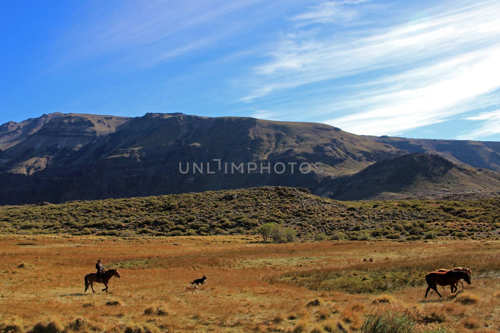 Gauchos and herd of cows, Patagonia, Argentina