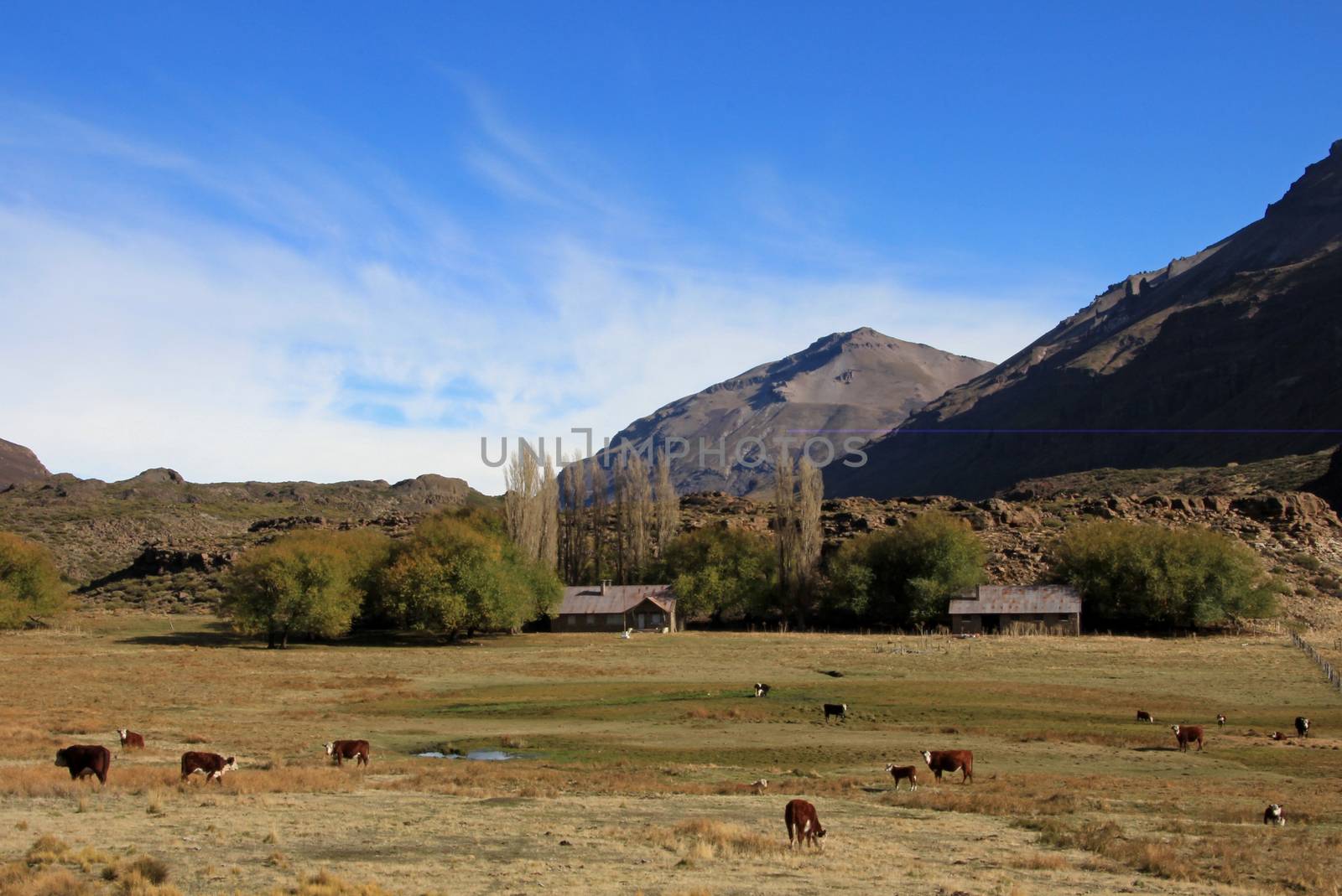 Cows and farm on a field in Patagonia, Argentina