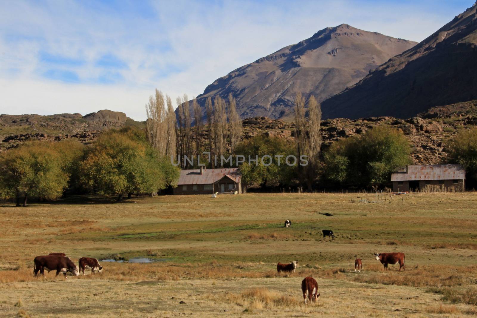 Cows and farm on a field in Argentina by cicloco