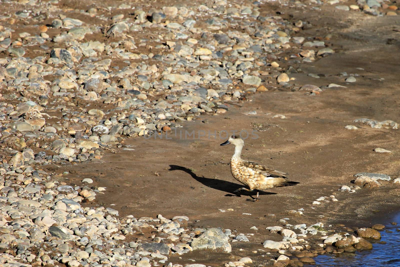 Crested Duck, Lophonetta specularoides, Neuquen Patagonia Argentina