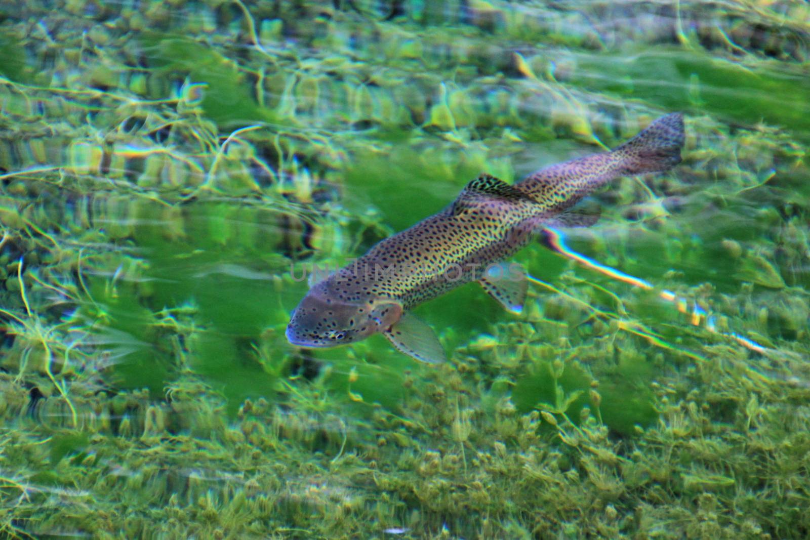 Rainbow trout in the water of the clear lake Laguna Nina Encantada, Argentina, not an underwater photo by cicloco