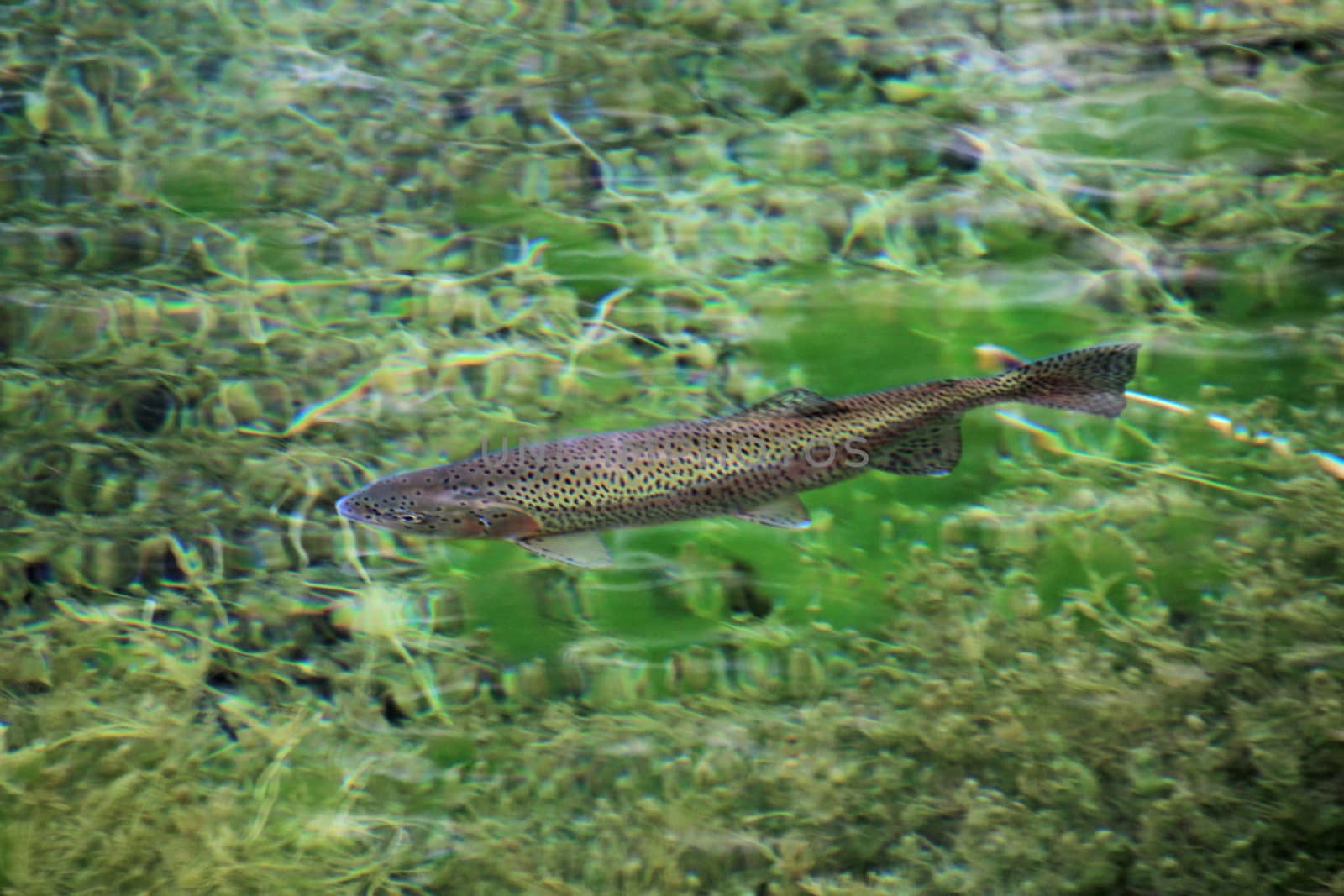 Rainbow trout in the water of the clear lake Laguna Nina Encantada, Patagonia, Argentina, not an underwater photo