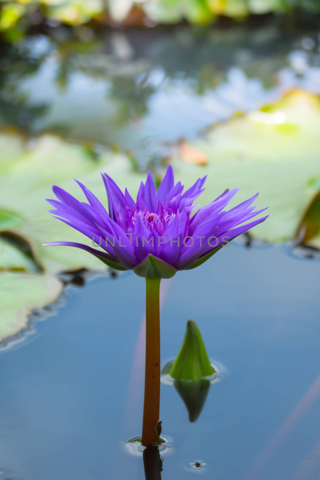 Lotus flowers blooming on the pond in summer