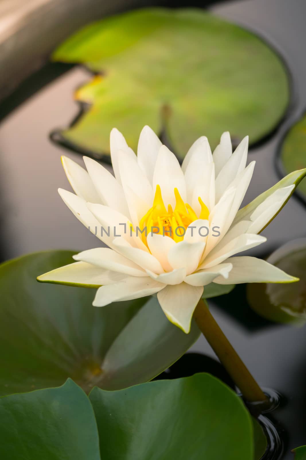 Lotus flowers blooming on the pond in summer