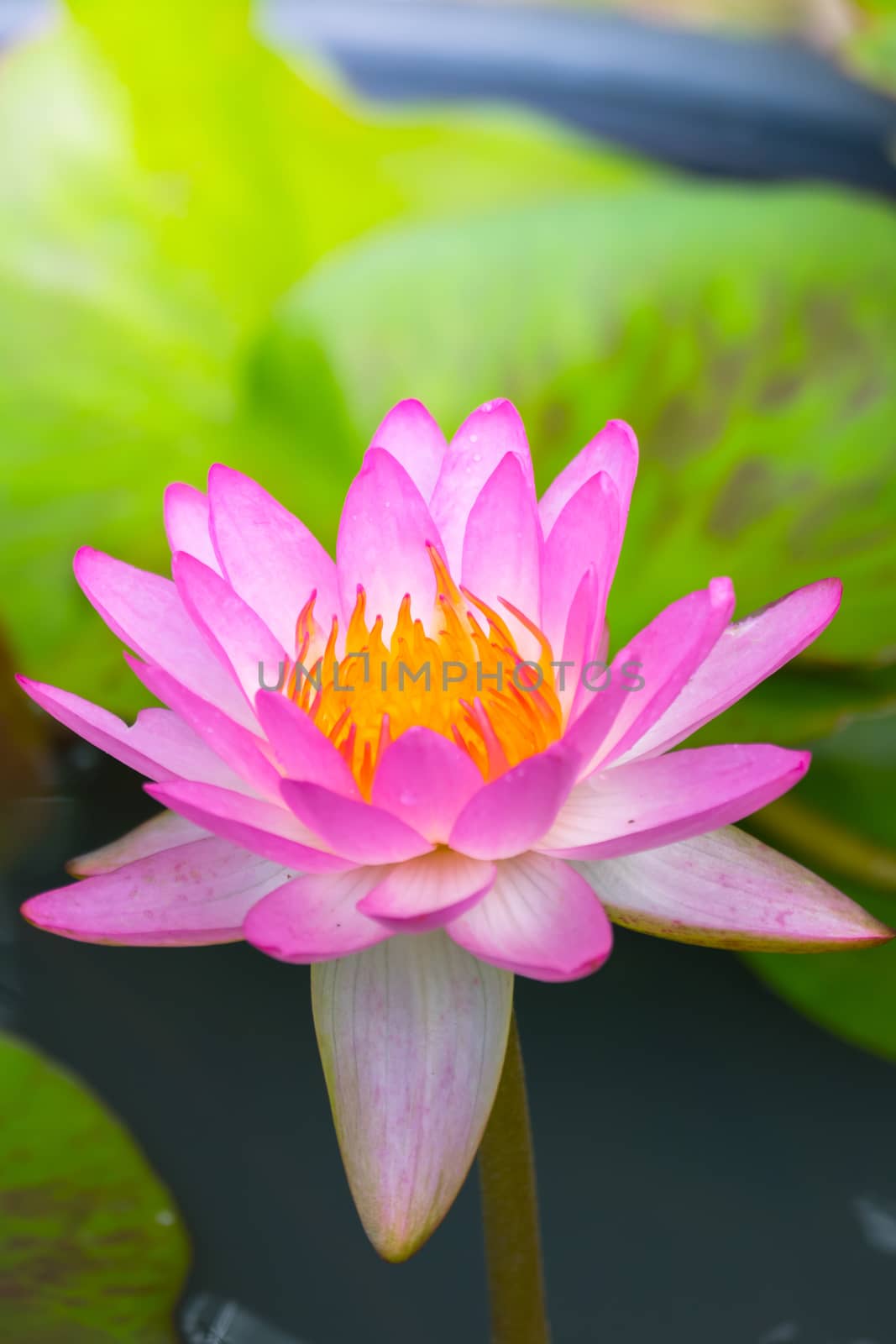 Lotus flowers blooming on the pond in summer