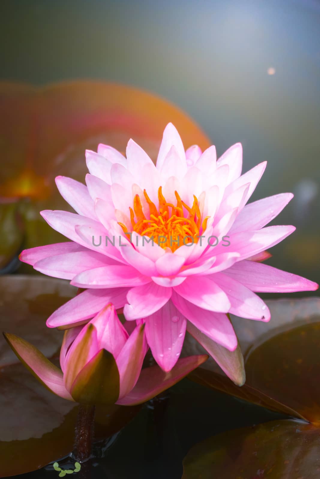 Lotus flowers blooming on the pond in summer