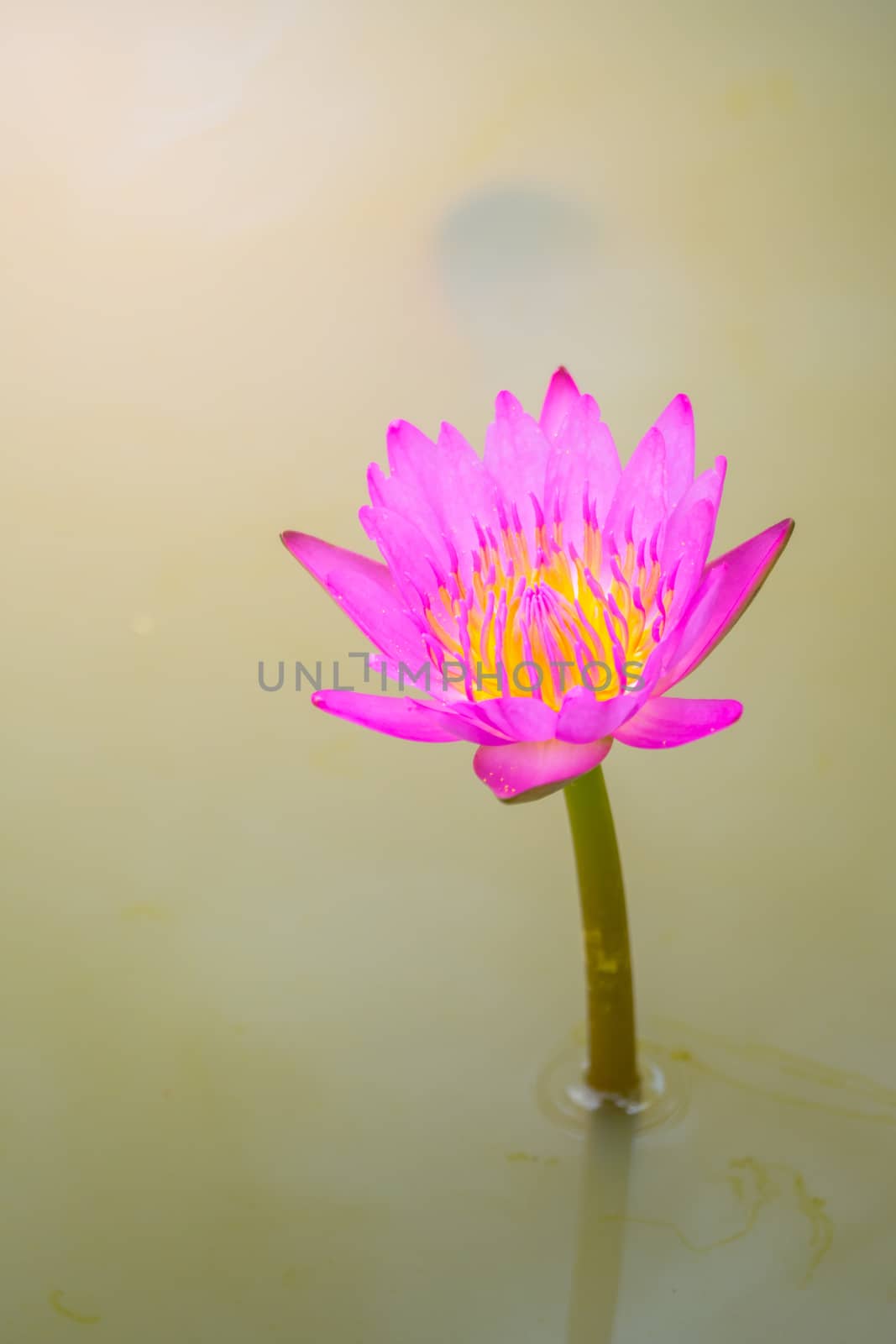 Lotus flowers blooming on the pond in summer by teerawit