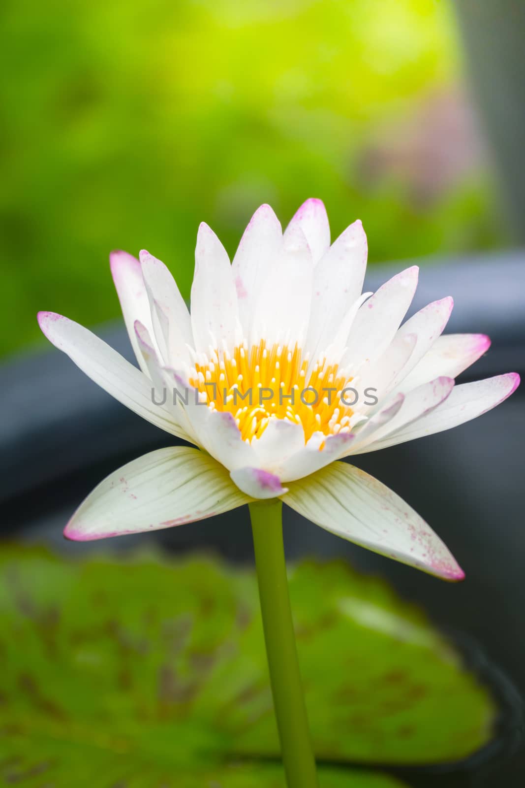 Lotus flowers blooming on the pond in summer