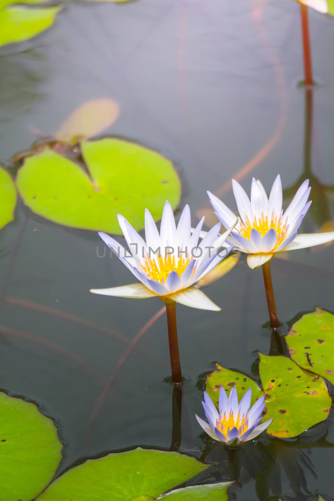 Lotus flowers blooming on the pond in summer by teerawit