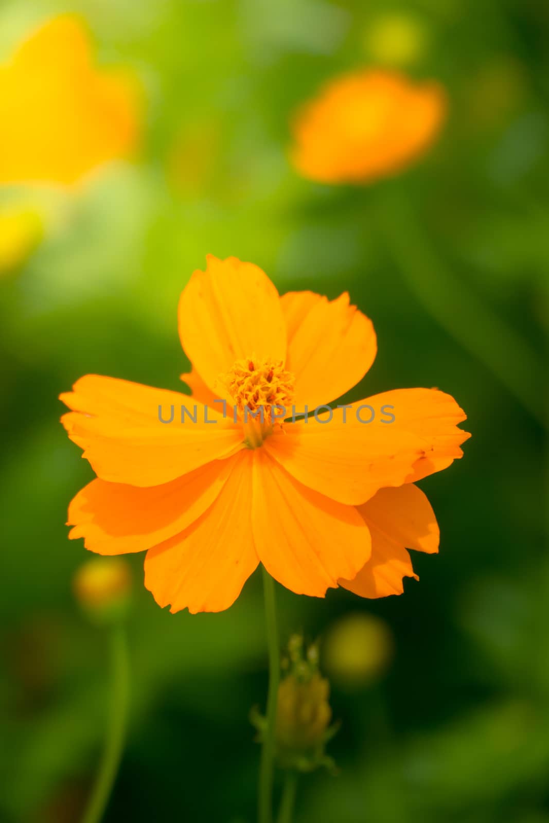 Beautiful Butterfly on Colorful Flower, nature background