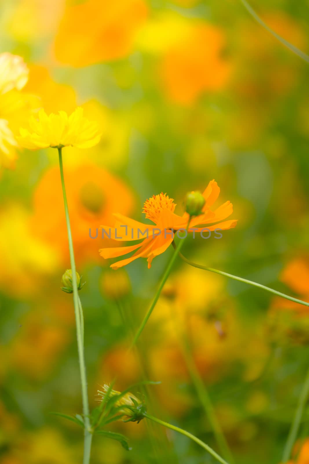 Beautiful Butterfly on Colorful Flower, nature background