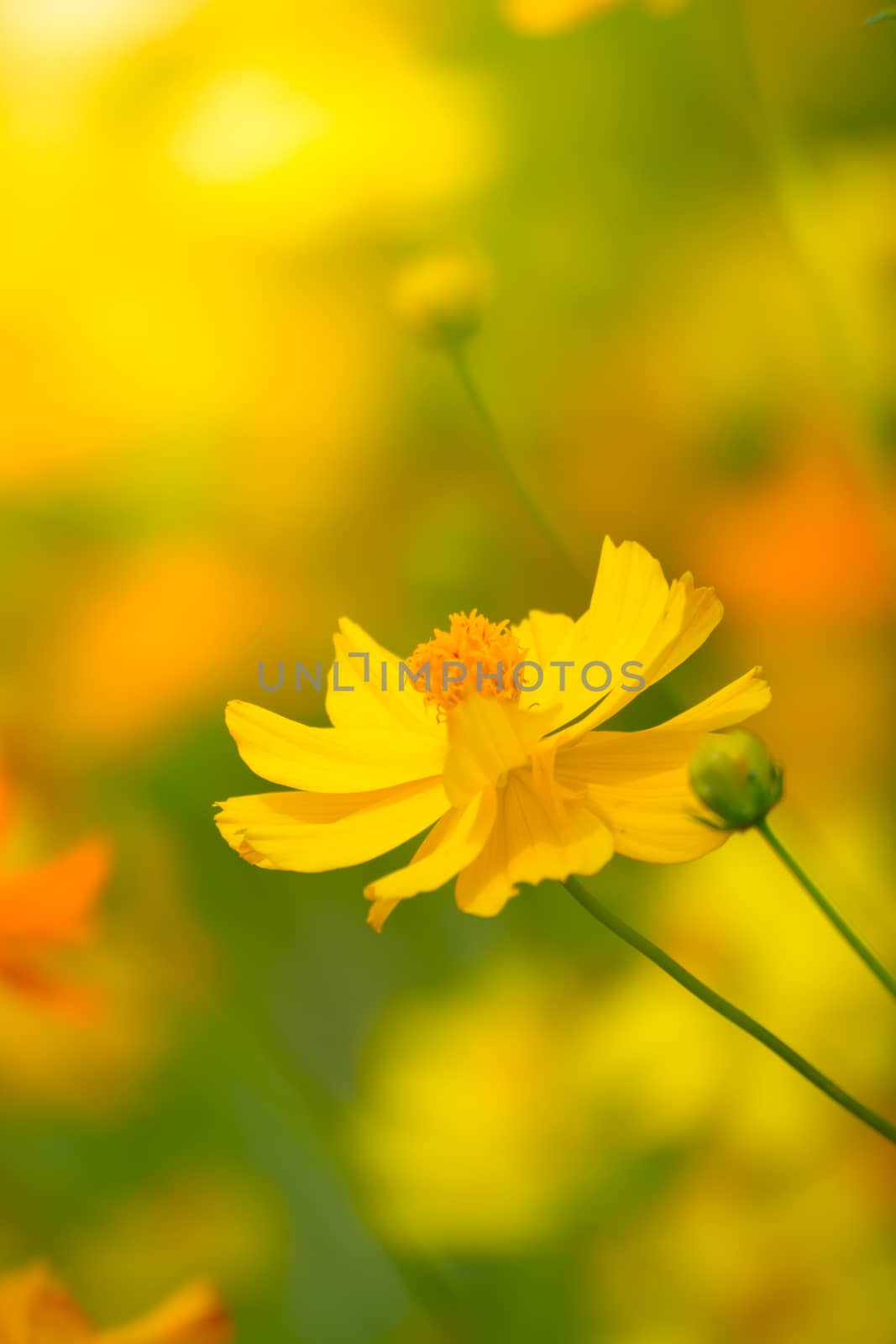 Beautiful Butterfly on Colorful Flower, nature background