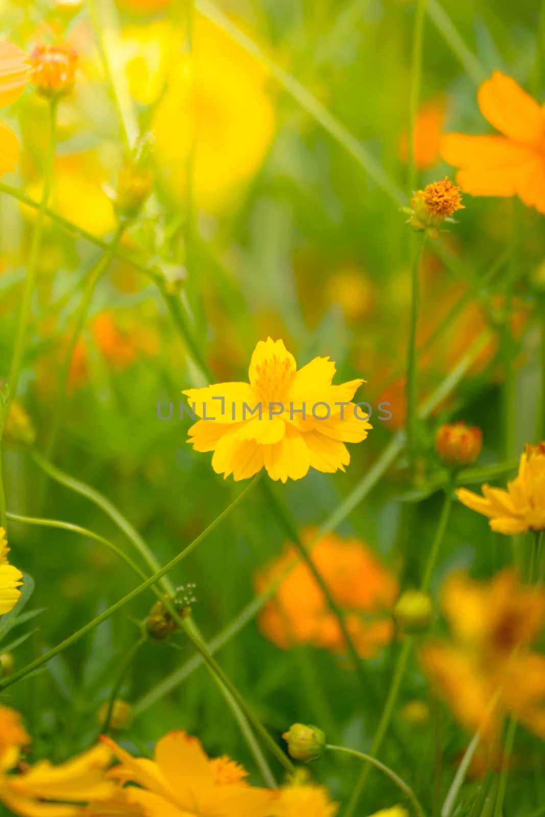 Beautiful Butterfly on Colorful Flower by teerawit