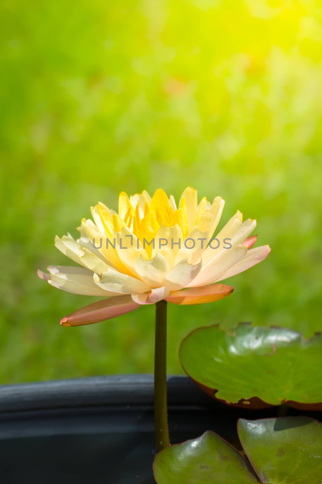 Lotus flowers blooming on the pond in summer