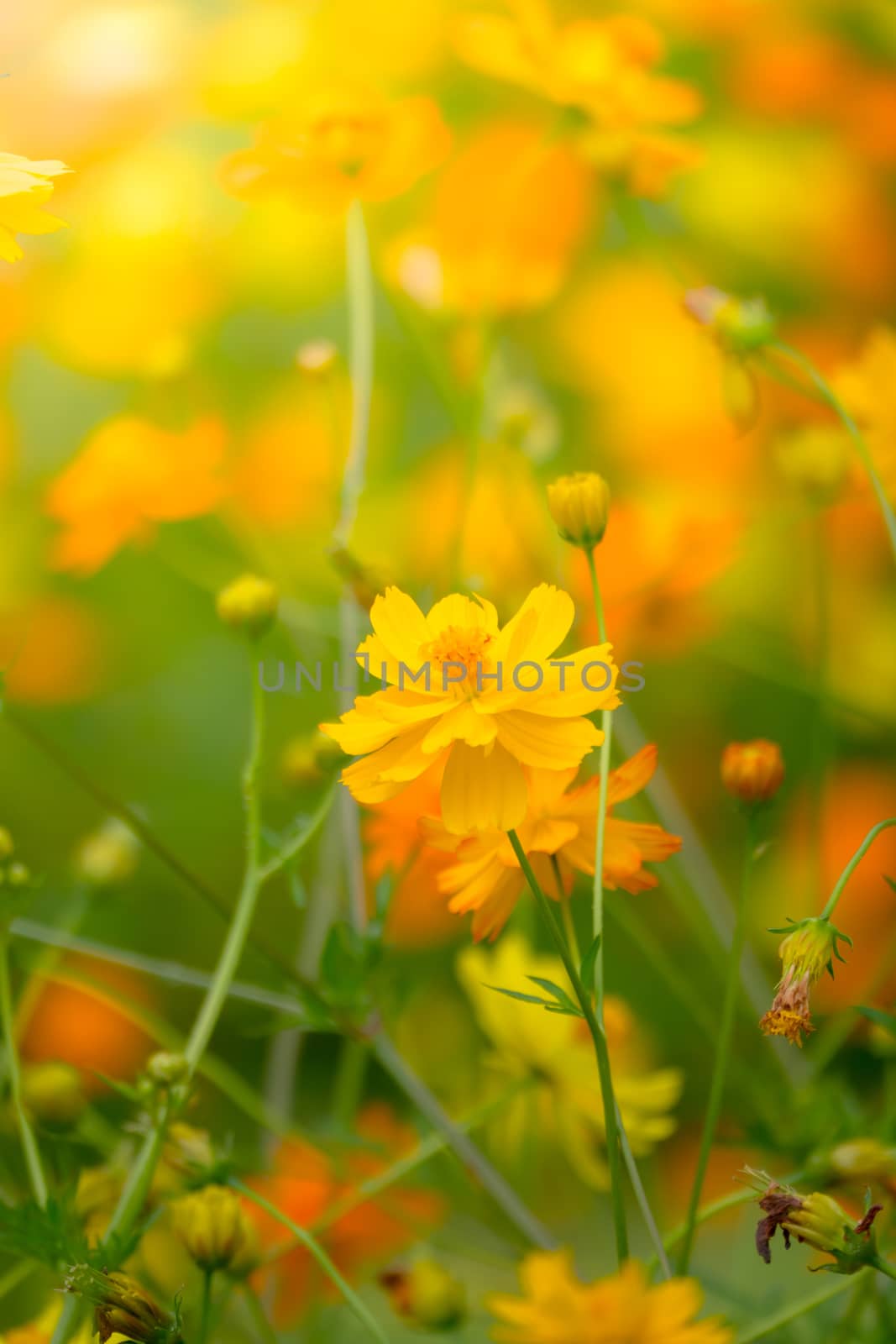 Beautiful Butterfly on Colorful Flower, nature background