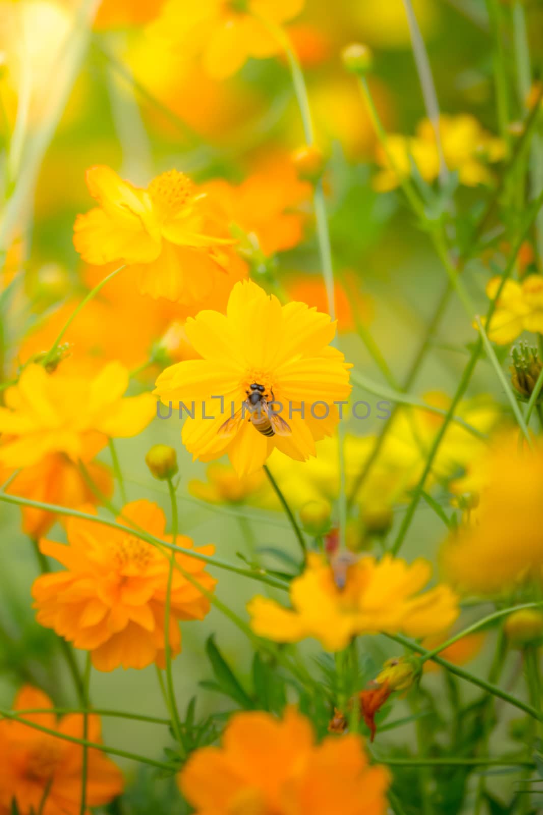 Beautiful Butterfly on Colorful Flower, nature background